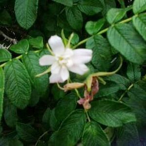 Meet your Posher, Just a lonely flower